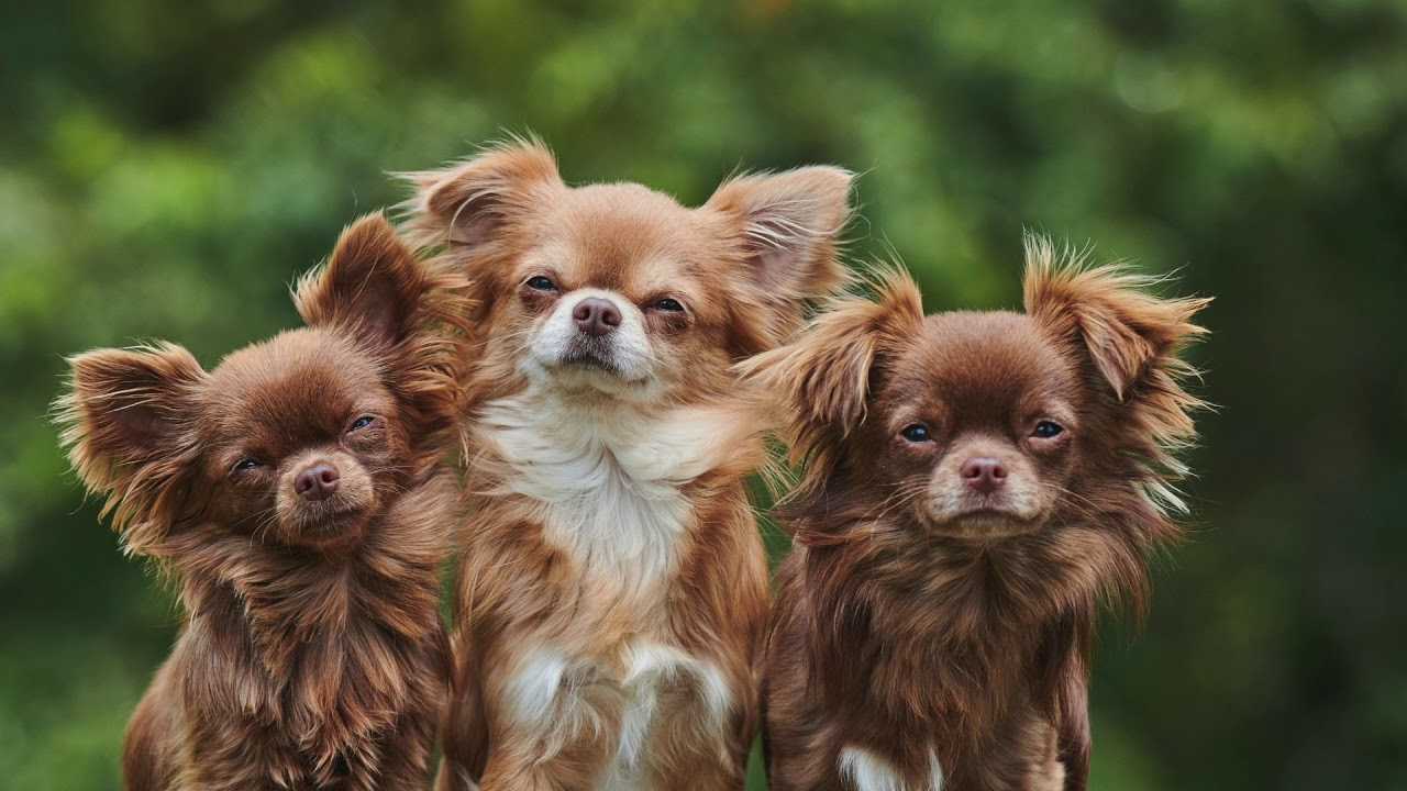Chihuahua pups