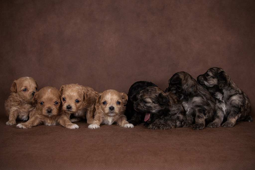 Maltese Mixes