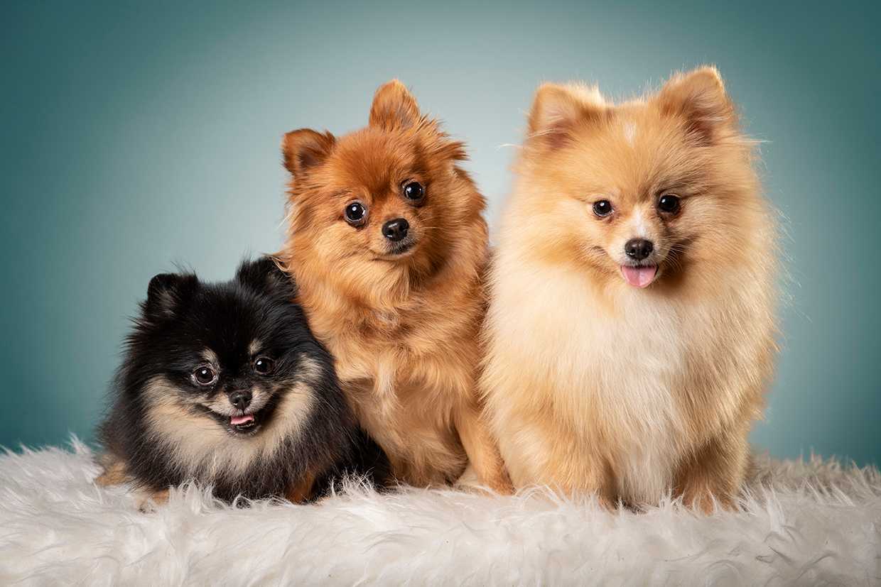 Pomeranian