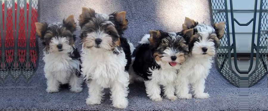 Yorkshire Terrier
