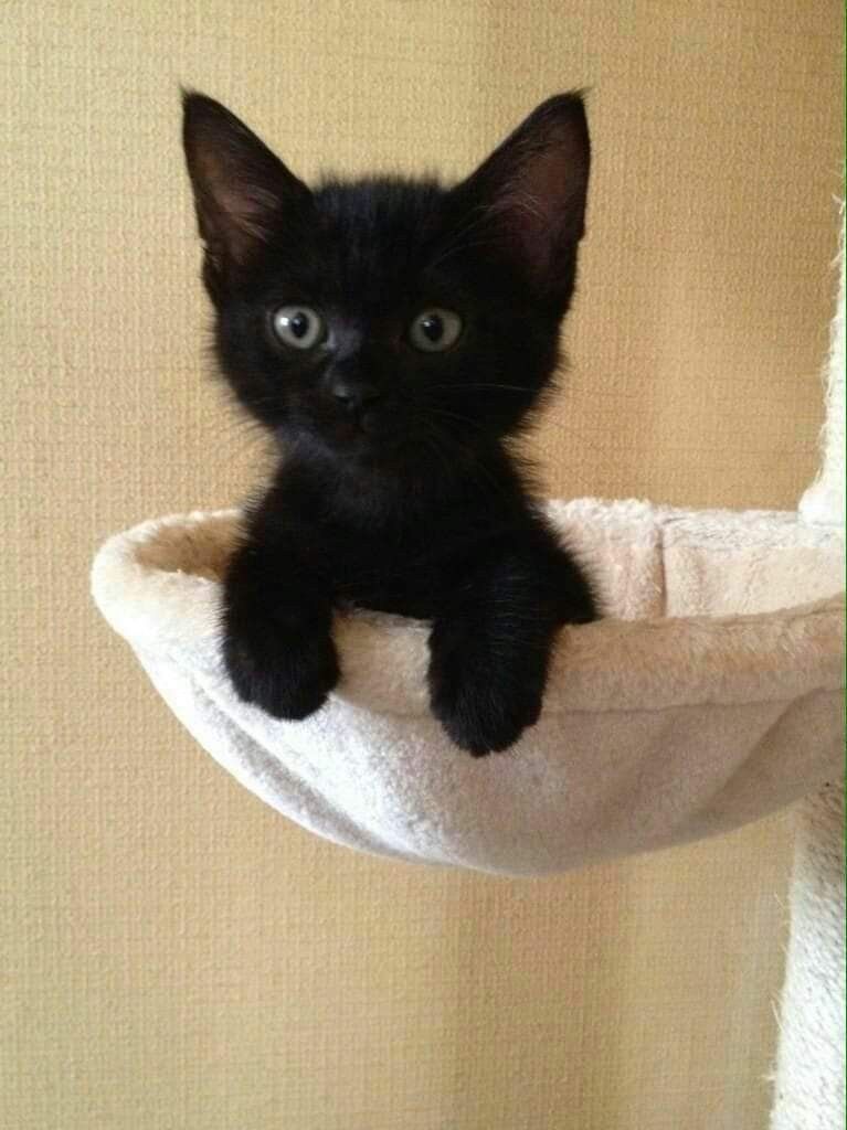 Abyssinian black