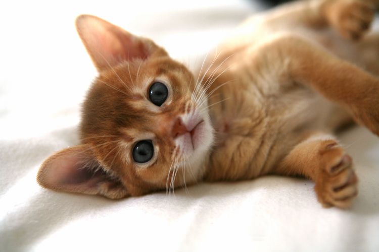 Abyssinian kitten