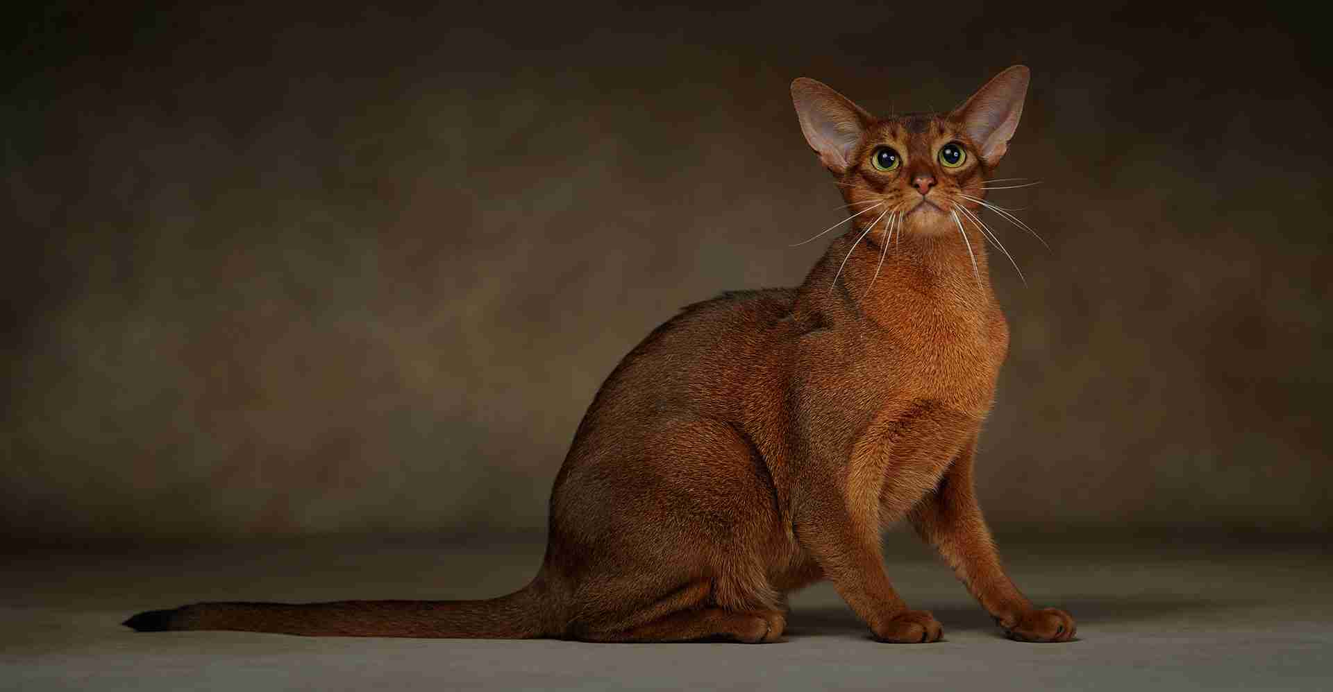 Abyssinian