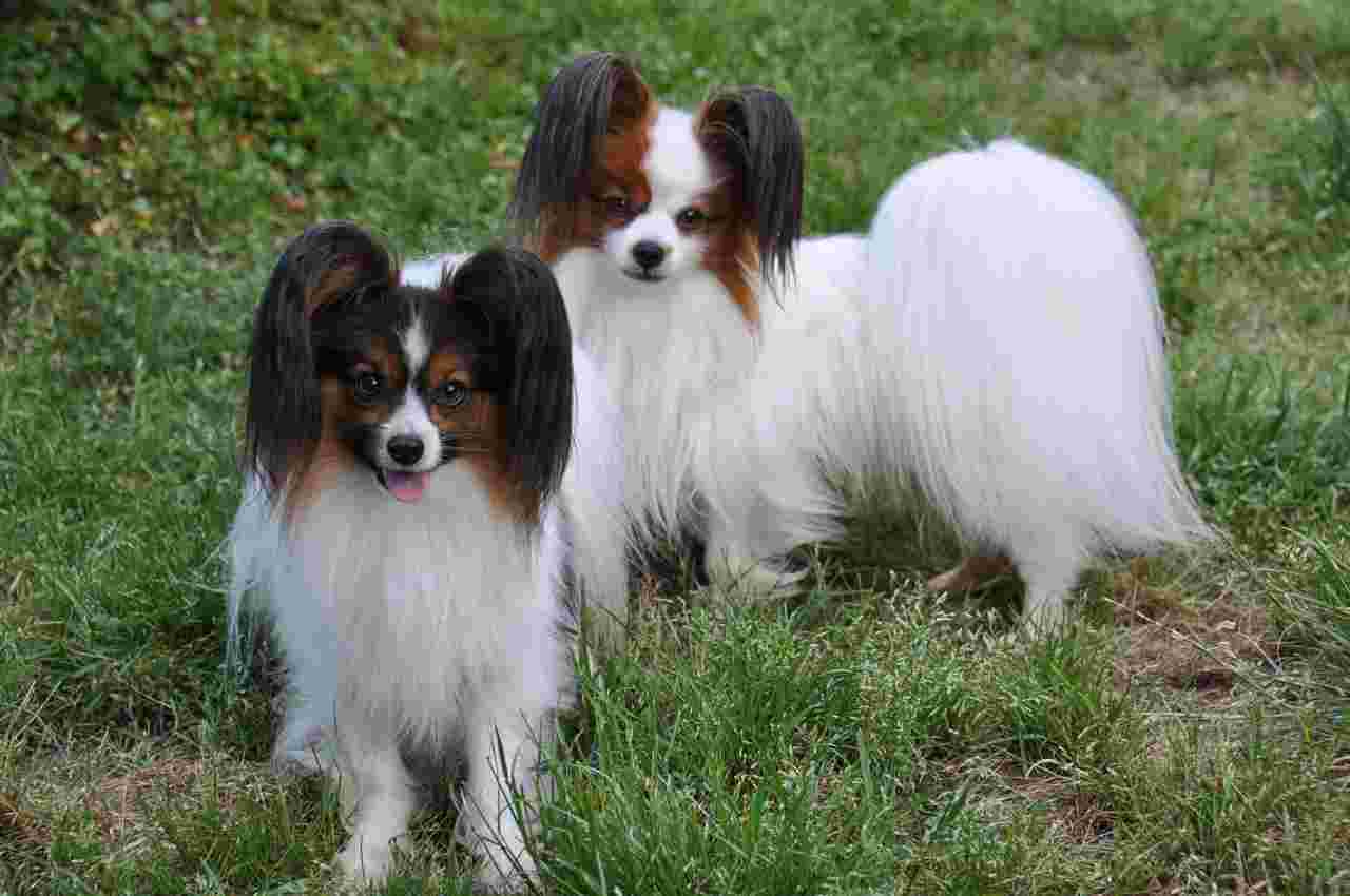Papillon