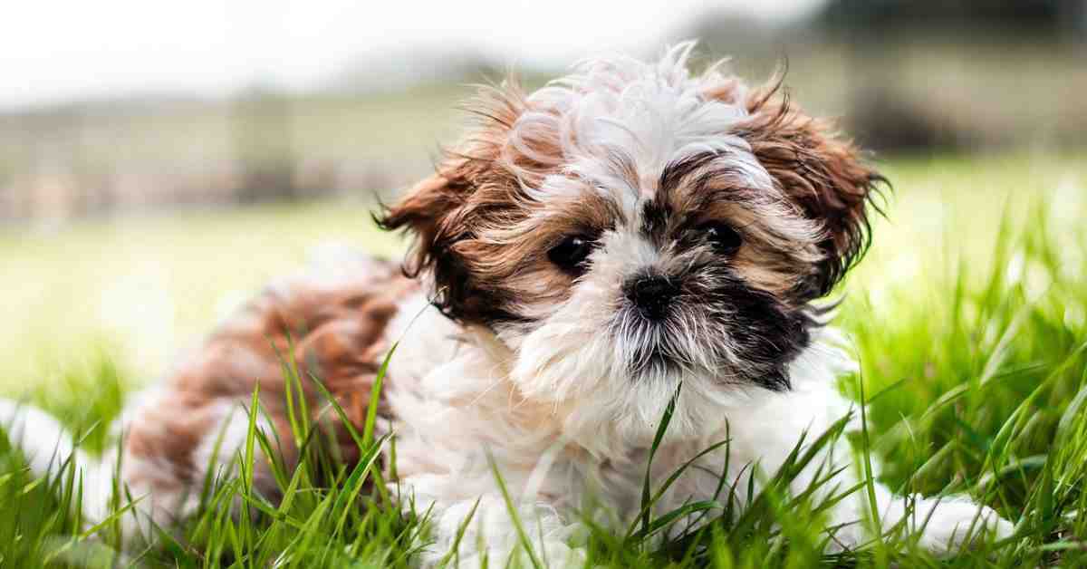 Shih Tzu