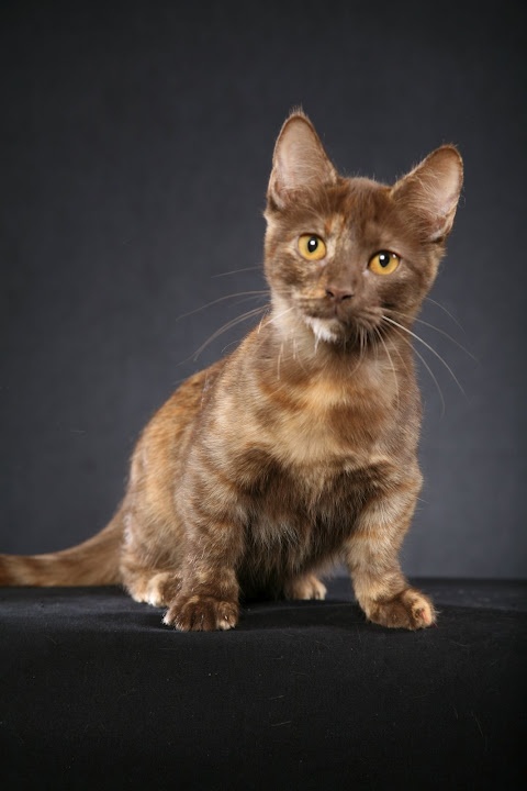 Sorrel Abyssinian Cat