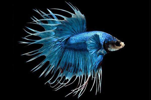 half moon blue betta fish