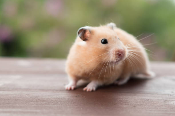 Hamster in the background of the garden