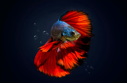 Orange and black betta fish