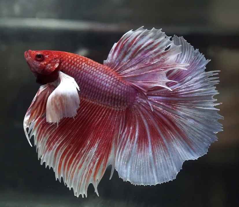 Pink female betta fish
