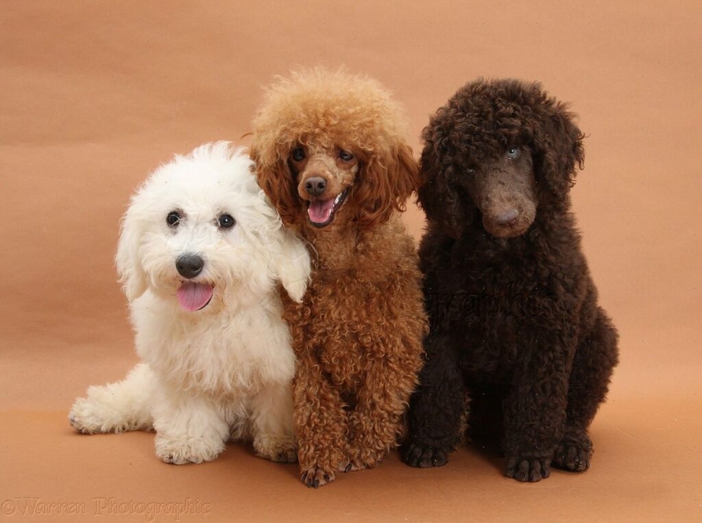 Toy Poodle colours