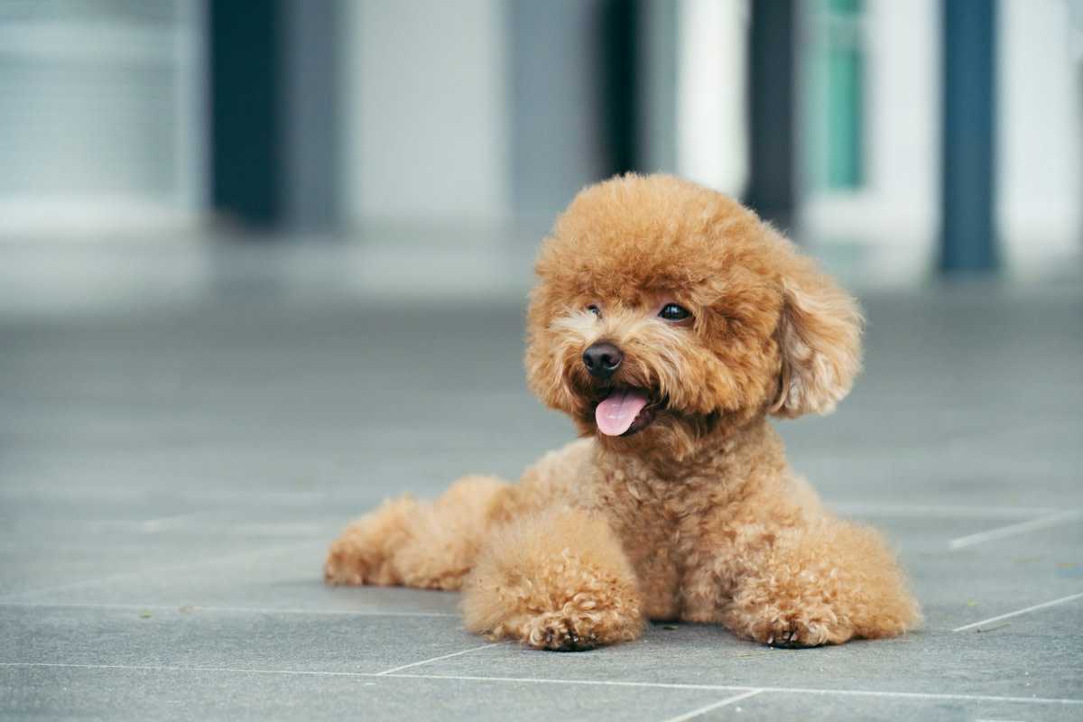Toy Poodle