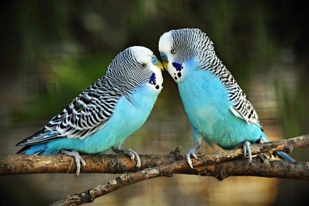 budgerigar bond