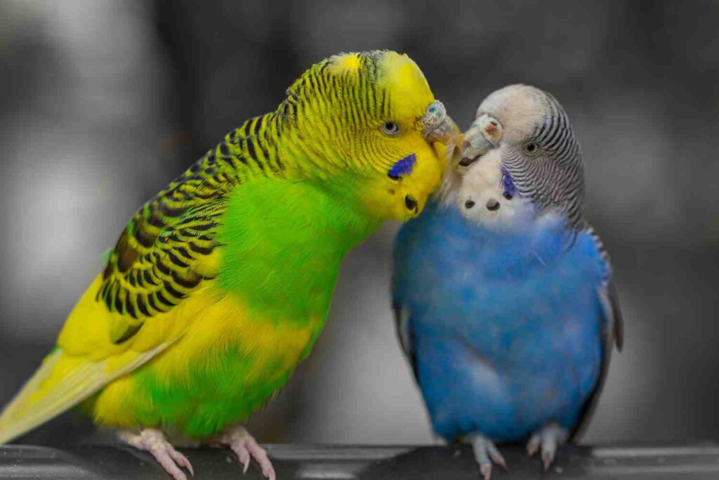budgerigar love