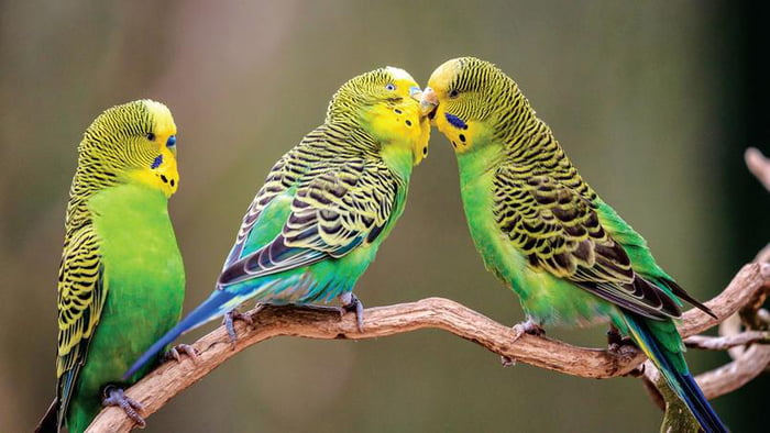 budgerigars