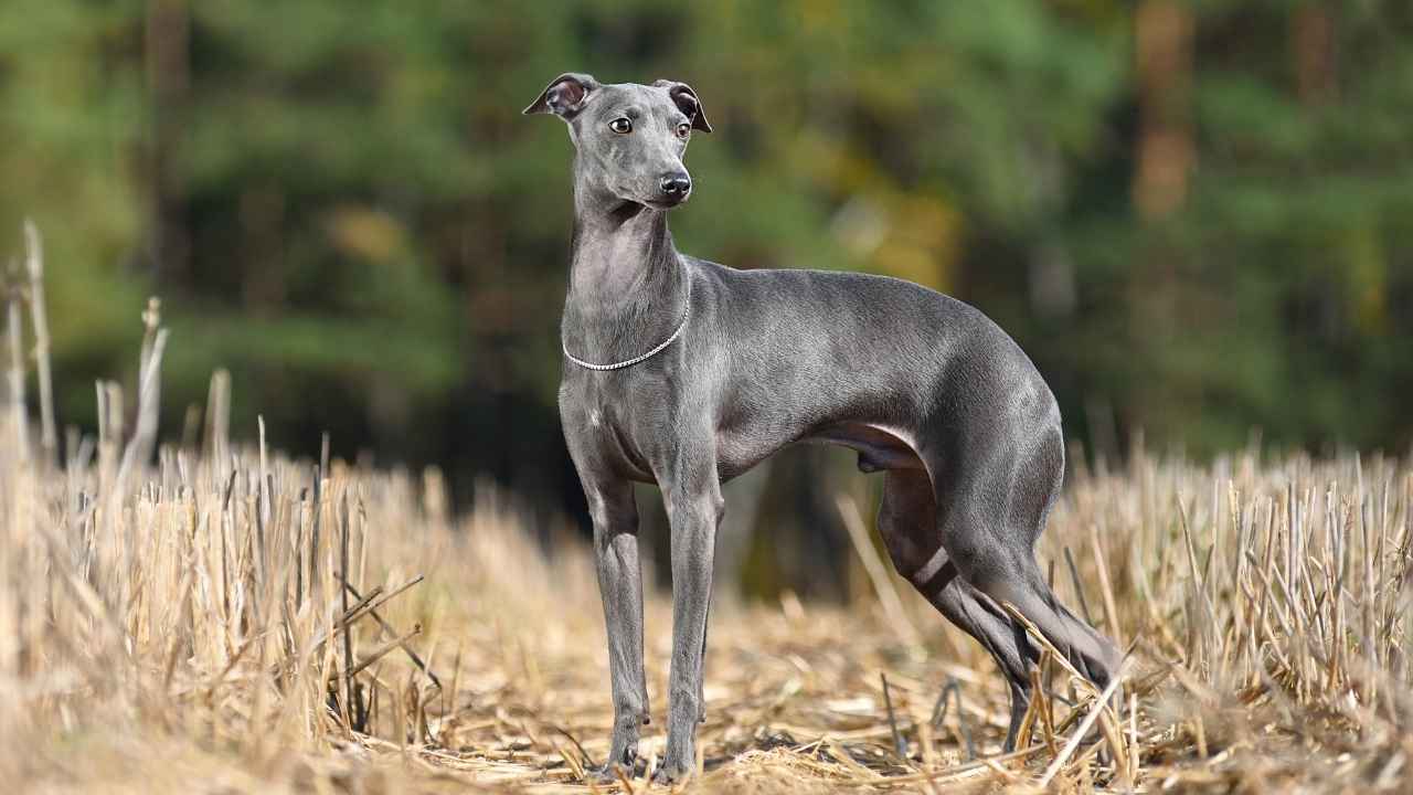 Italian Greyhound Dogs