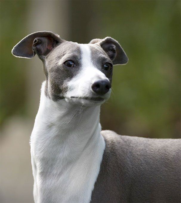 Italian Greyhound breeds