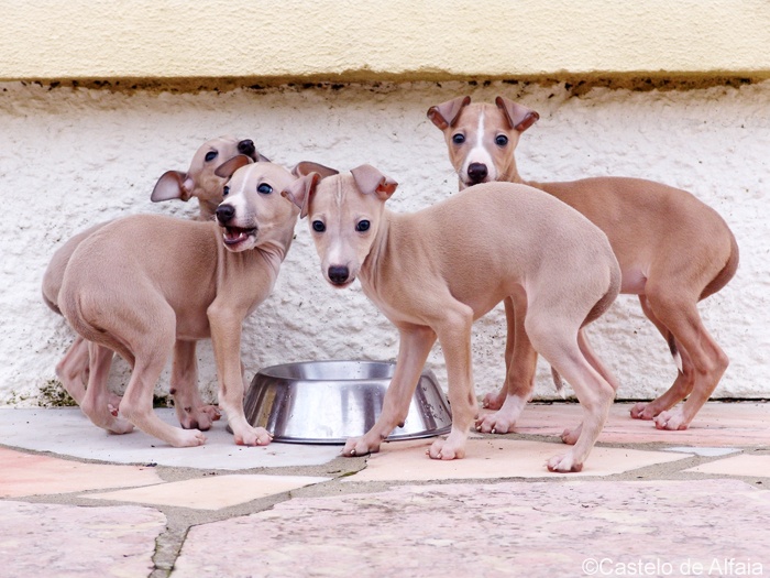 Italian Greyhound pups